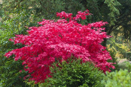 Red Japanese maple tree in autumn among green leaves