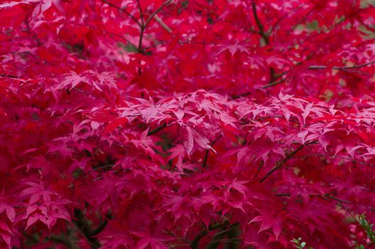 Red Japanese maple tree in autumn