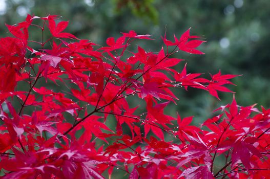 Red Japanese maple tree in autumn among green leaves