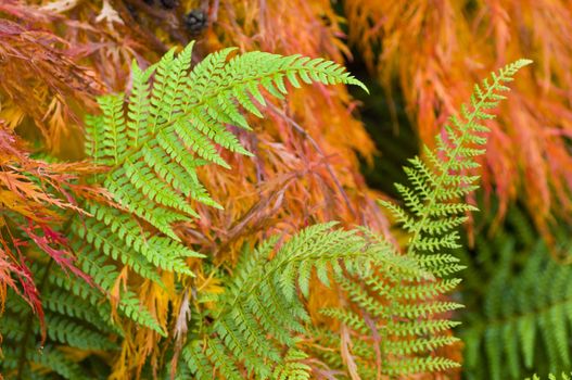 Green Fern leaves among orange maple tree leaves