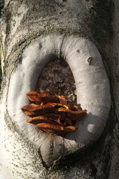 Orange mushrooms growing out of a tree hole in autumn