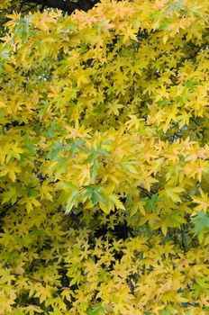 Yellow and green leaves of Maple in autumn