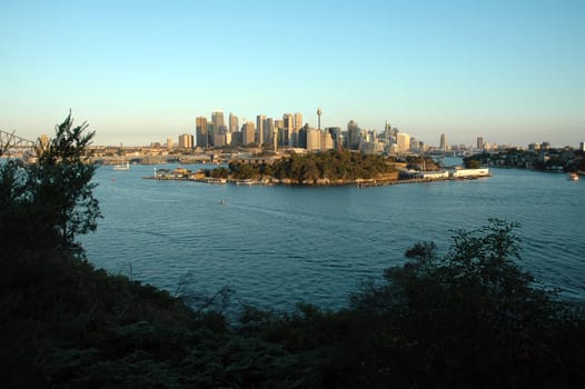sydney view from a forest, photo taken before dusk, sydney tower and harbour bridge visible, 