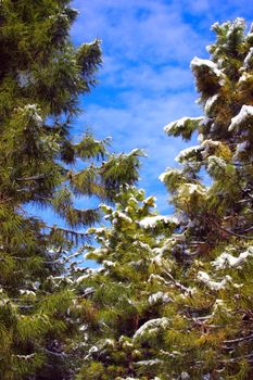 Pine Tree view as a postcard