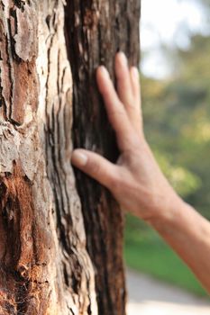 main puissant de la force dans un arbre centenaire