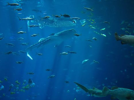 A photograph of fish in an ocean.