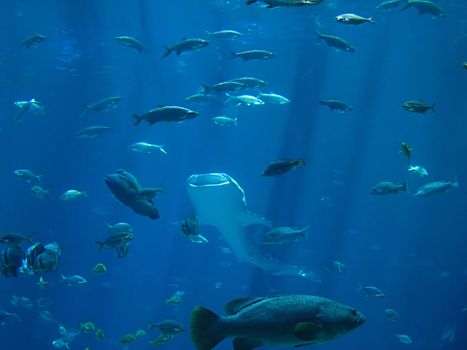 A photograph of fish in an ocean.