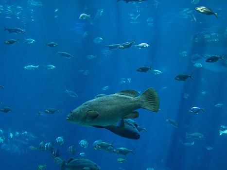 A photograph of fish in an ocean.