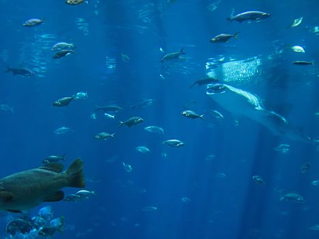 A photograph of fish in an ocean.