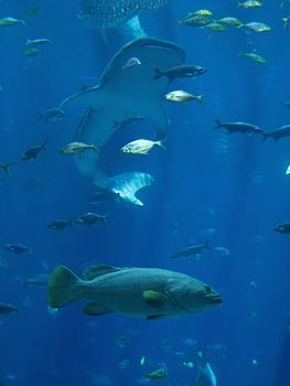 A photograph of fish in an ocean.