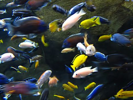 A photograph of fish in an ocean.