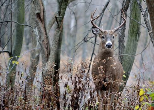 A whitetail deer buck standing in the woods in the rutting season.