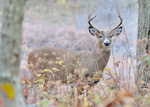 Whitetail deer buck standing in the woods in the rutting season.