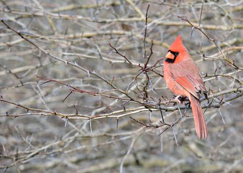 A northern Cardinal perched on a branch.