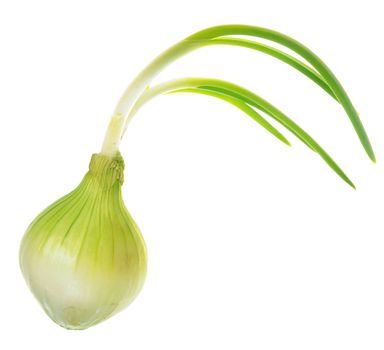 Fresh onion isolated on white background