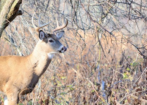 Whitetail deer buck standing in the woods in the Autumn rutting season.