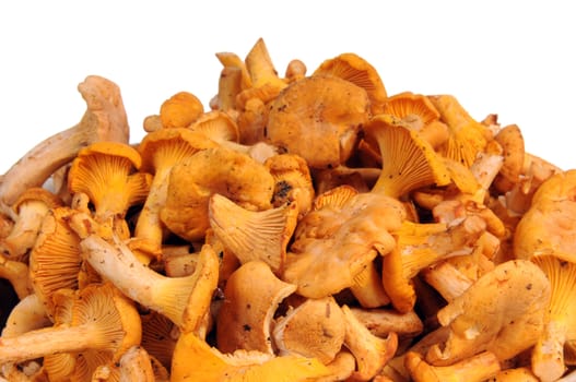 A pile of fresh forest mushrooms isolated on white background