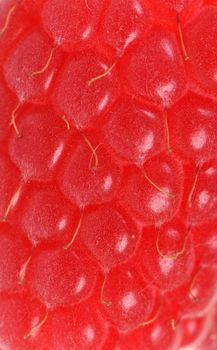 Fresh raspberry in extreme close-up