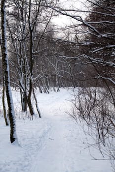 Woods during the wintertime
