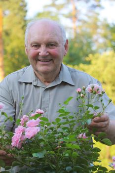 Old man - grower of roses next to rose bush in his beautiful garden. 