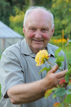 Old man - grower of roses next to rose bush in his beautiful garden. 