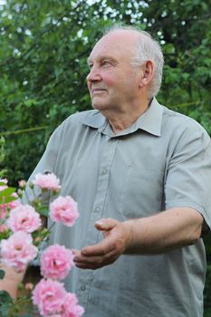 Old man - grower of roses next to rose bush in his beautiful garden. 