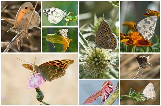 A collage with some butterflies in their environment.