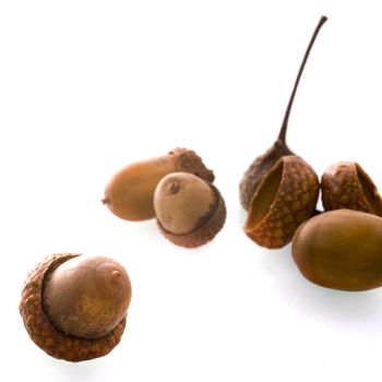 some acorns, a product of the autumn