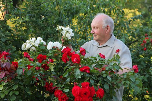 Old man - grower of roses next to rose bush in his beautiful garden. 