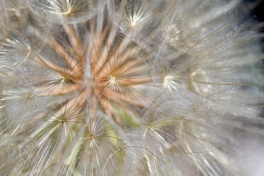 Dandelion Flower Seed Head Closeup Macro Background