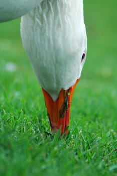 goose eating grass detail photo, distance blur