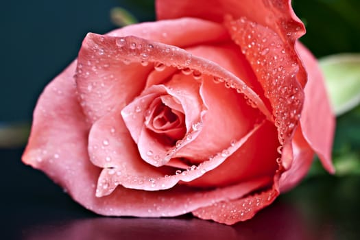 Pink rose with water drops. Macro picture.
