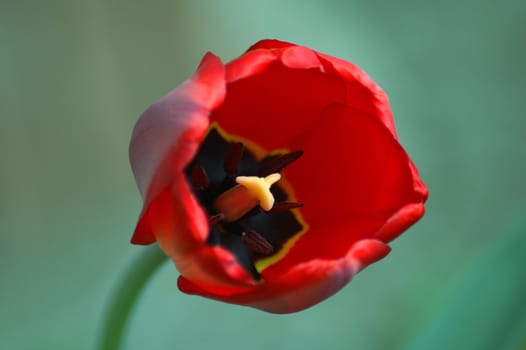 blooming red tulip, distance blur, nice