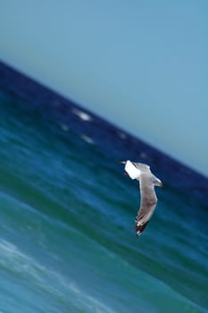 flying seagull, water (ocean) in background, photo taken in Sydney,