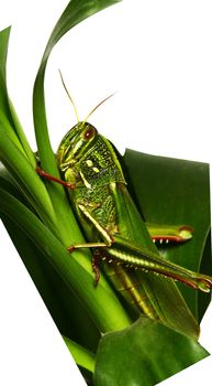 Perched on a branch, a grasshopper patiently waits for it's next meal.