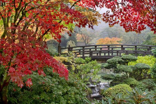 Japanese Maple Trees by the Bridge in Fall Foggy Morning