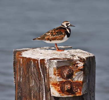 A ruddy turnstone bird on a wooden perch with out of focus water in the background