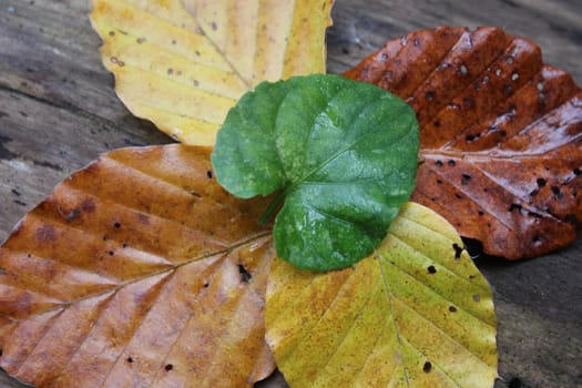 leafs green yellow brown