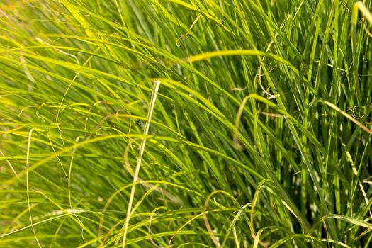 Prairi Dropseed Ornamental Grass Closeup Background