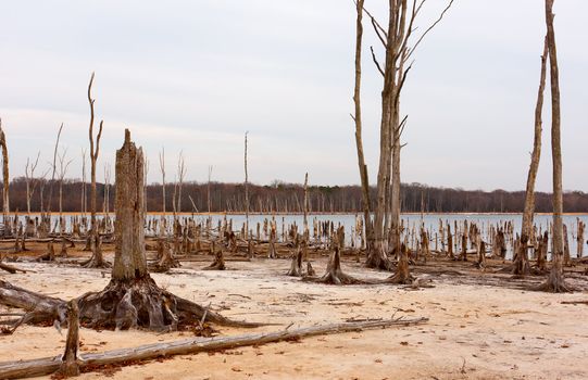 Dead Trees in the forest around a lake with low water levels