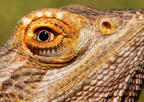 Closeup of a bearded dragon with very sharp focus on the eye