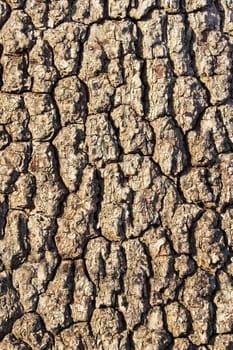 Tree bark showing details, textures, and patterns