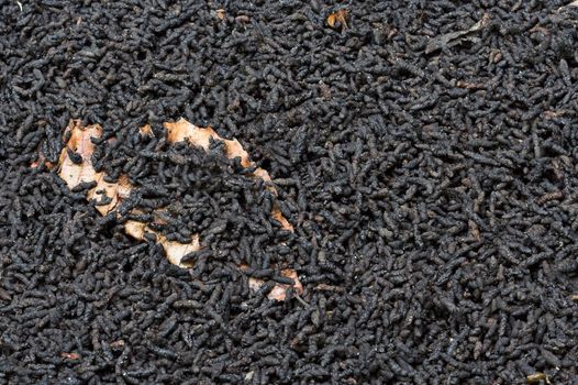 A pile of bat droppings below a bat shelter