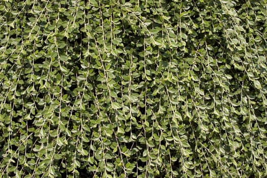 Climbing Vines Plant Background