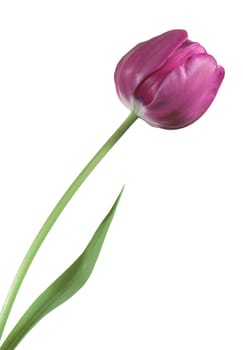 A tulip and green stem isolated over a white background