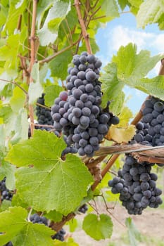 Red Wine Grapes on Vines in Vineyard Against Blue Sky