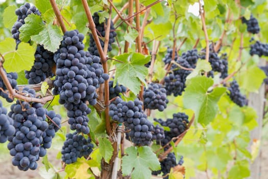 Red Wine Grapes on Vines in Vineyard