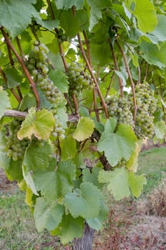 White Wine Grapes on Vines in Vineyard