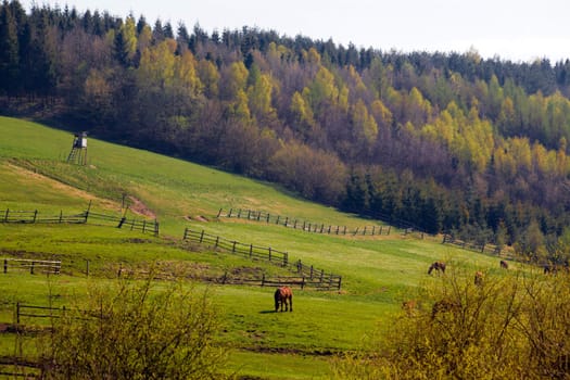 Beautiful summer landscape of green hills and horses
