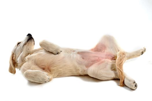 purebred puppy golden retriever in front of a white background